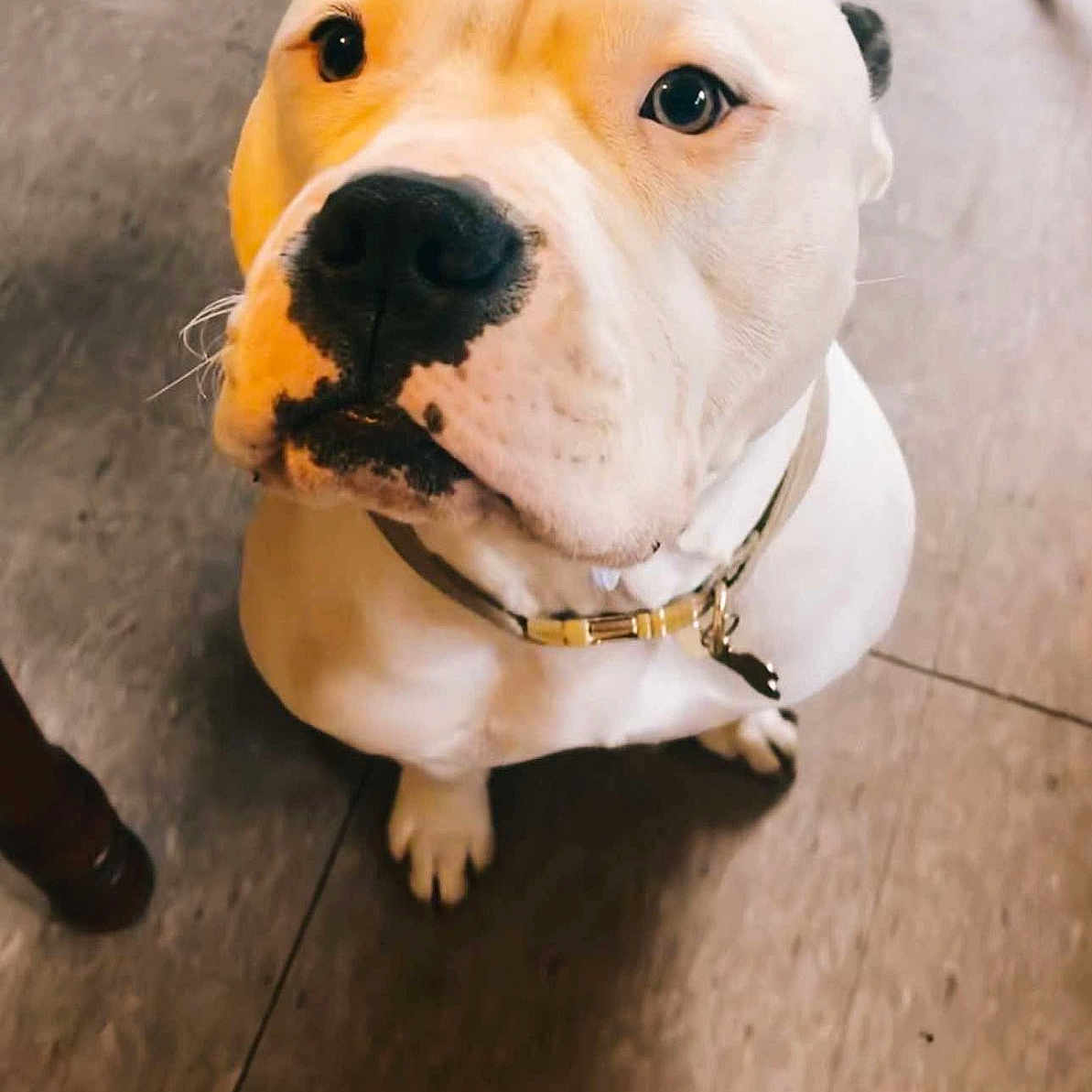 Odie is registered to the contest to win money with this photo: accessories, animal, ball, belt, bostonbull, boxer, bulldog, canine, dog, frenchbulldog, indoors, interiordesign, labradorretriever, leash, pet, pitbull, puppy, snout, strap, whitedog
