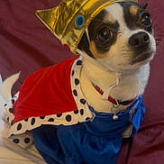 Kristopher is registered to the contest to win money with this photo: dog, costume, crown, cape, pet, small_dog, indoor, portrait, cute, animal, clothing, white, black, brown, fabric, sitting, looking_up, accessory, gold, red