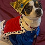 dog, costume, crown, cape, pet, small_dog, indoor, portrait, cute, animal, clothing, white, black, brown, fabric, sitting, looking_up, accessory, gold, red
