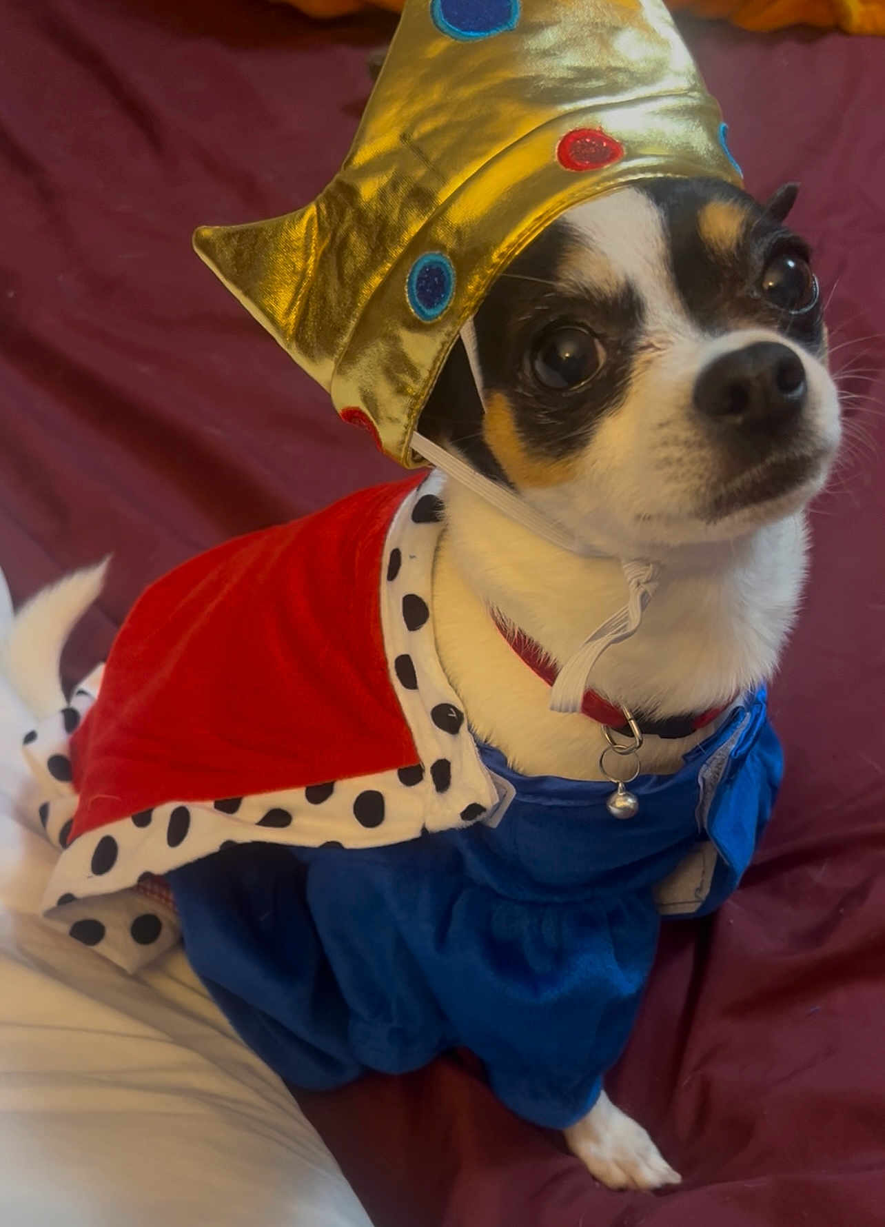 Kristopher is registered to the contest to win money with this photo: dog, costume, crown, cape, pet, small_dog, indoor, portrait, cute, animal, clothing, white, black, brown, fabric, sitting, looking_up, accessory, gold, red