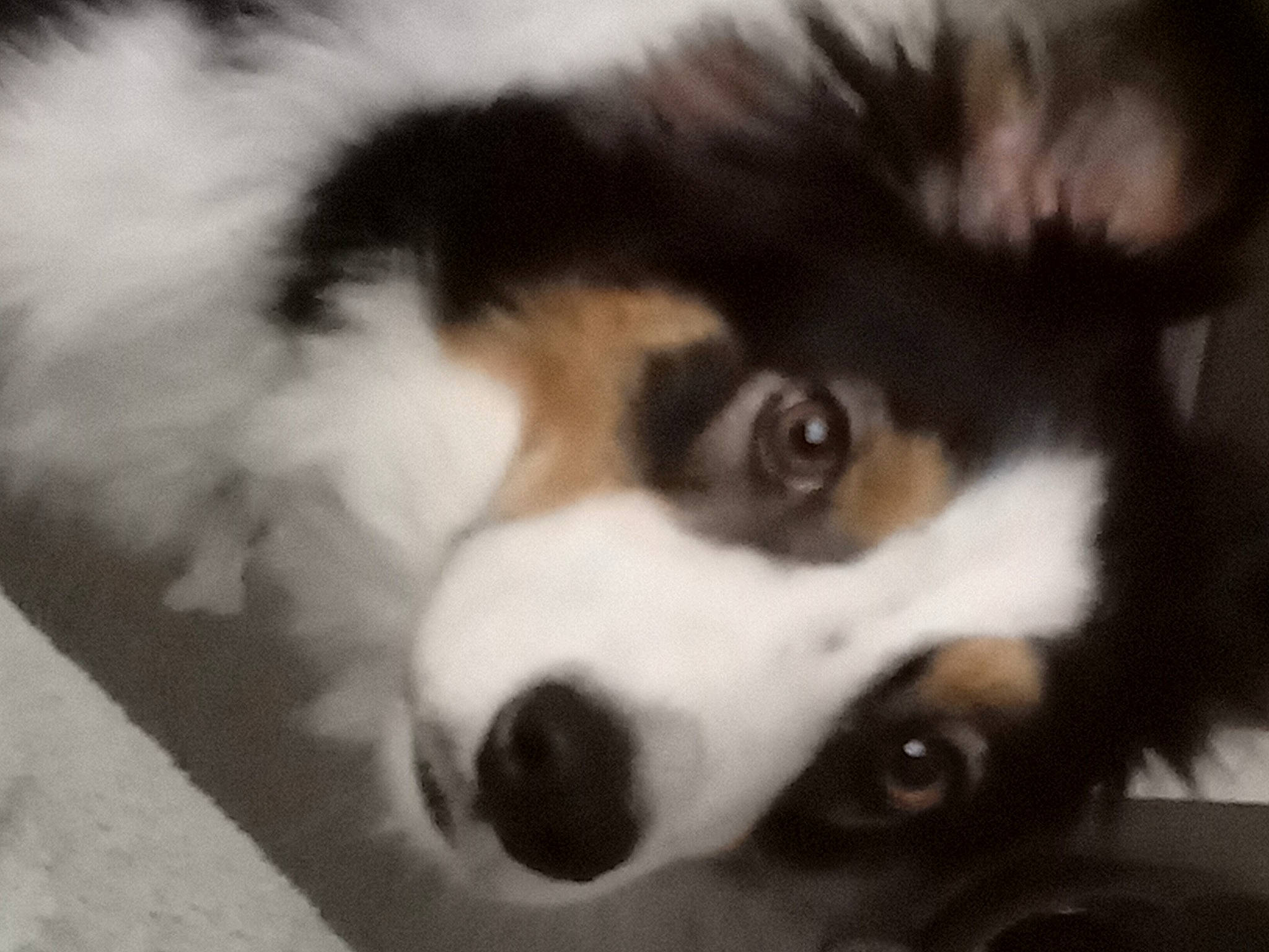 Jessie is registered to the contest to win money with this photo: ancient_dog_breeds, australian_shepherd, border_collie, bored, canidae, carnivore, companion_dog, dog, dog_breed, fur, herding_dog, miniature_australian_shepherd, puppy, sporting_group, terrestrial_animal, whiskers, working_animal, working_dog