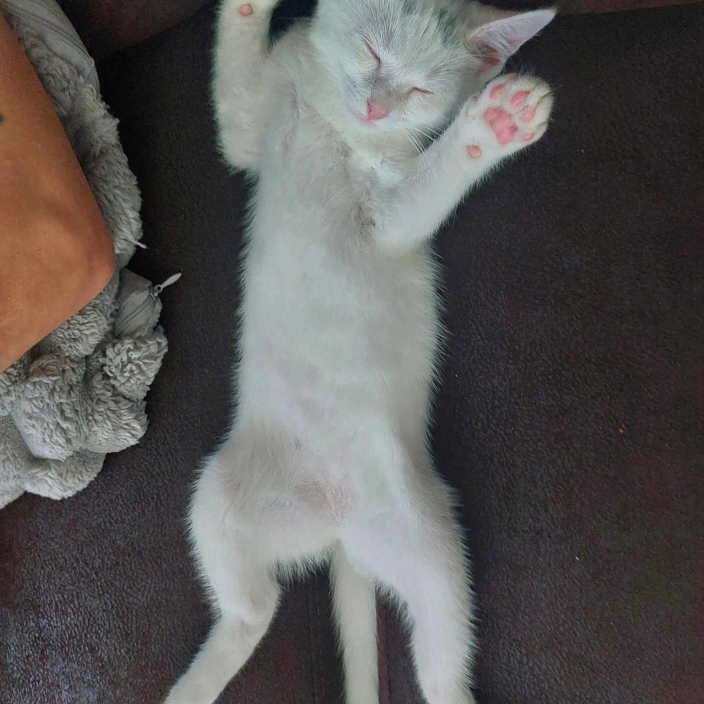 Princesse a rejoint le concours — aidez-le/la à gagner de superbes lots ! adorable, animal, blanket, cat, cozy, cute, domestic_animal, feline, fur, indoor, kitten, nap, paws, pet, relaxed, resting, sleeping, soft_texture, stretching, white_fur