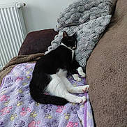 Violette participe au concours pour gagner de l'argent avec cette photo : animal, black_and_white, blanket, cat, comfort, couch, cozy, domestic, feline, fur, home, indoor, nap, paw_print, pet, pillow, relaxation, resting, sleeping, soft