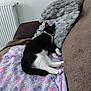animal, black_and_white, blanket, cat, comfort, couch, cozy, domestic, feline, fur, home, indoor, nap, paw_print, pet, pillow, relaxation, resting, sleeping, soft