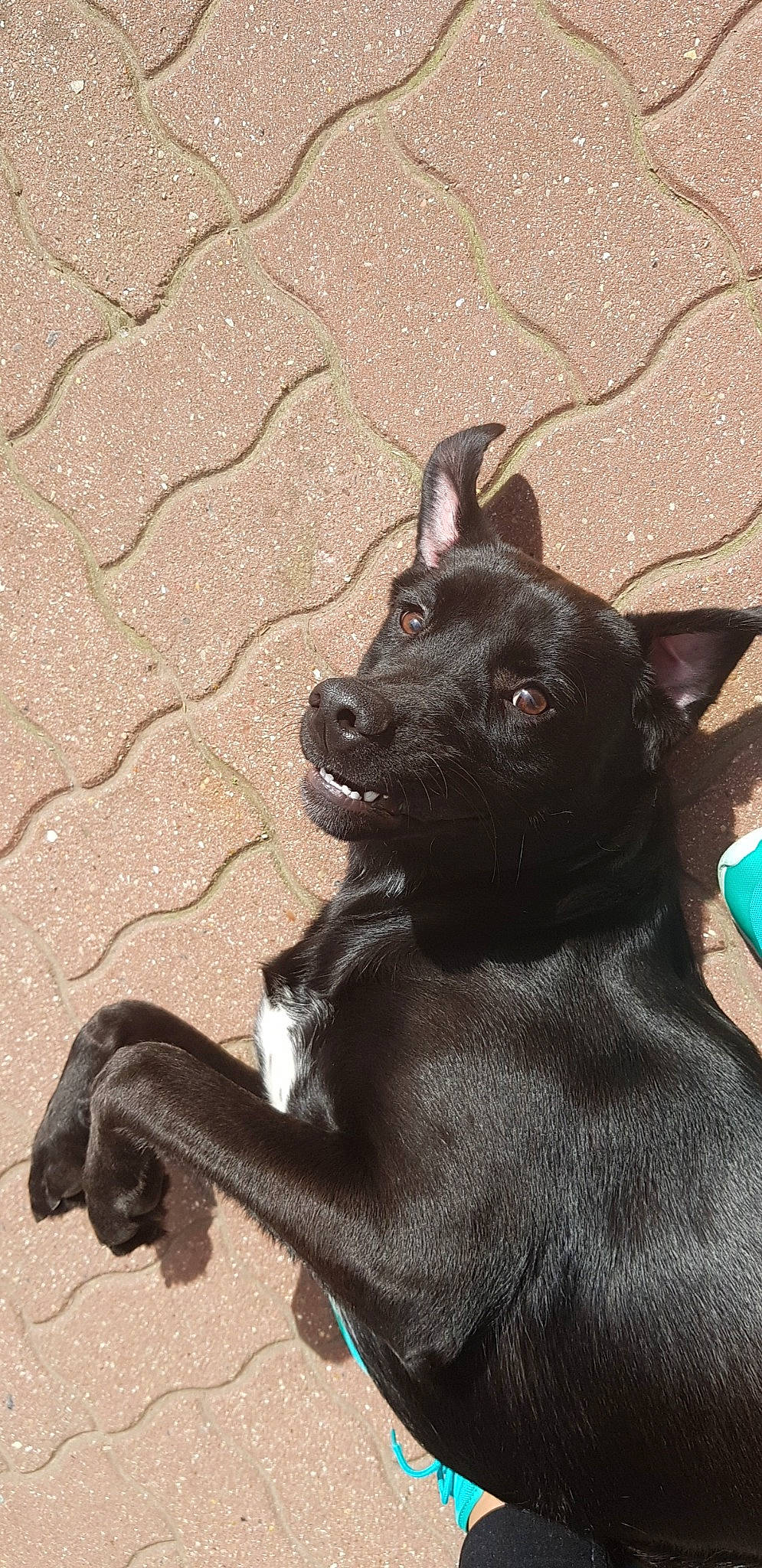 Nina participe au concours pour gagner de l'argent avec cette photo : black_cat, canidae, carnivore, cat, dog, dog_breed, felidae, formosan_mountain_dog, mammal, patterdale_terrier, puppy, snout, sporting_group, vertebrate, whiskers