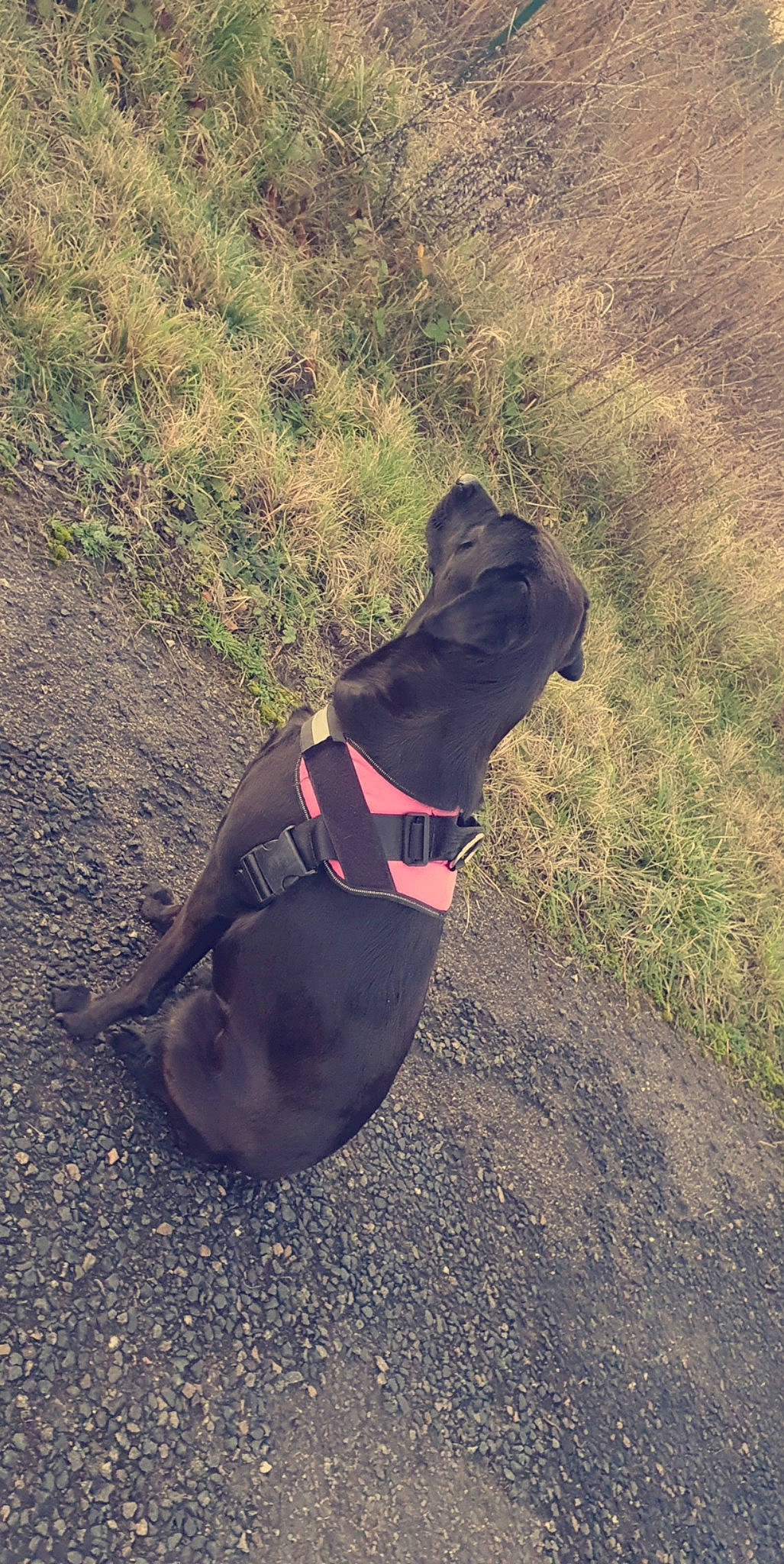 Nina participe au concours pour gagner de l'argent avec cette photo : adventure, american_pit_bull_terrier, canidae, carnivore, companion_dog, dog, dog_breed, dog_clothes, dog_collar, dog_walking, leash, patterdale_terrier, snout, sporting_group, staffordshire_bull_terrier, tail