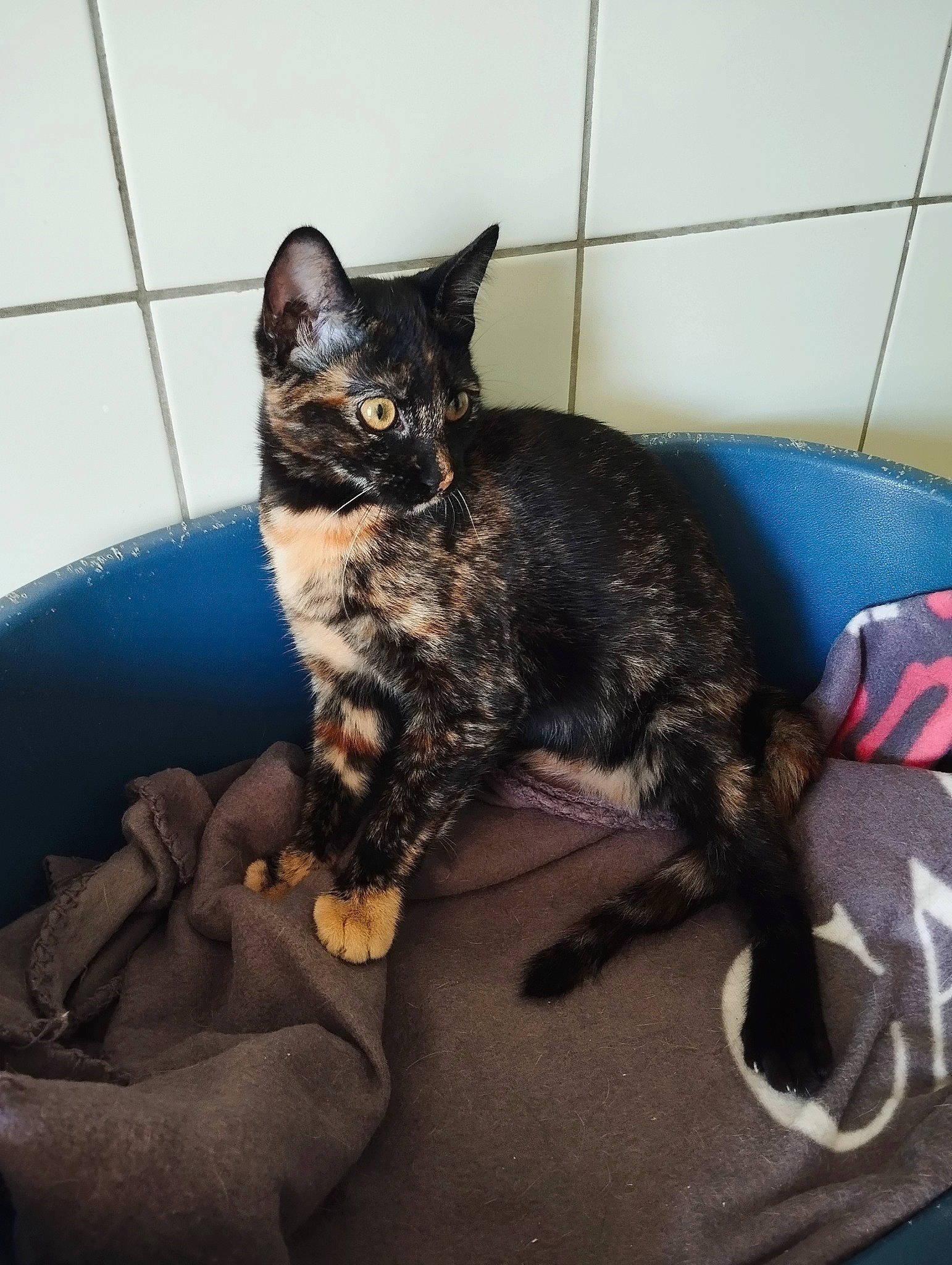 Lune participe au concours pour gagner de l'argent avec cette photo : carnivore, cat, claw, comfort, domestic_short_haired_cat, eye, felidae, fur, houseplant, paw, sitting, small_to_medium_sized_cats, tail, terrestrial_animal, whiskers