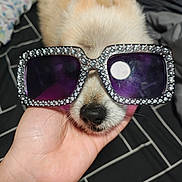 Leo is registered to the contest to win money with this photo: dog, sunglasses, hand, fluffy, pet, accessory, black_nose, bed, blanket, resting, cute, animal, indoor, closeup, face, fashion, relaxing, cozy, portrait, funny