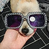 dog, sunglasses, hand, fluffy, pet, accessory, black_nose, bed, blanket, resting, cute, animal, indoor, closeup, face, fashion, relaxing, cozy, portrait, funny