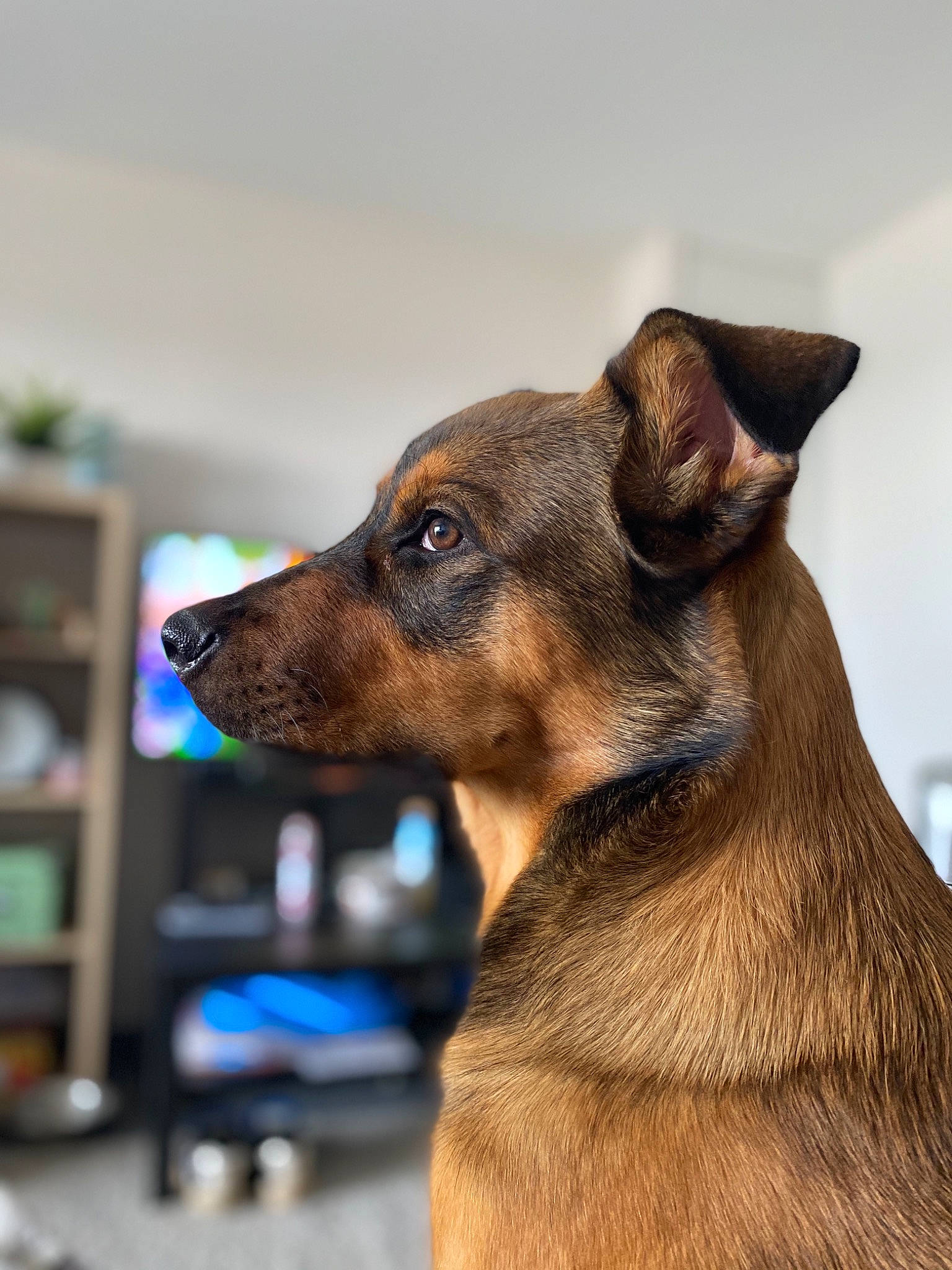Ezio participe au concours pour gagner de l'argent avec cette photo : black_and_tan_terrier, canidae, carnivore, dog, dog_breed, dog_collar, ear, fawn, german_pinscher, mammal, miniature_pinscher, puppy, rare_breed_dog, snout, vertebrate