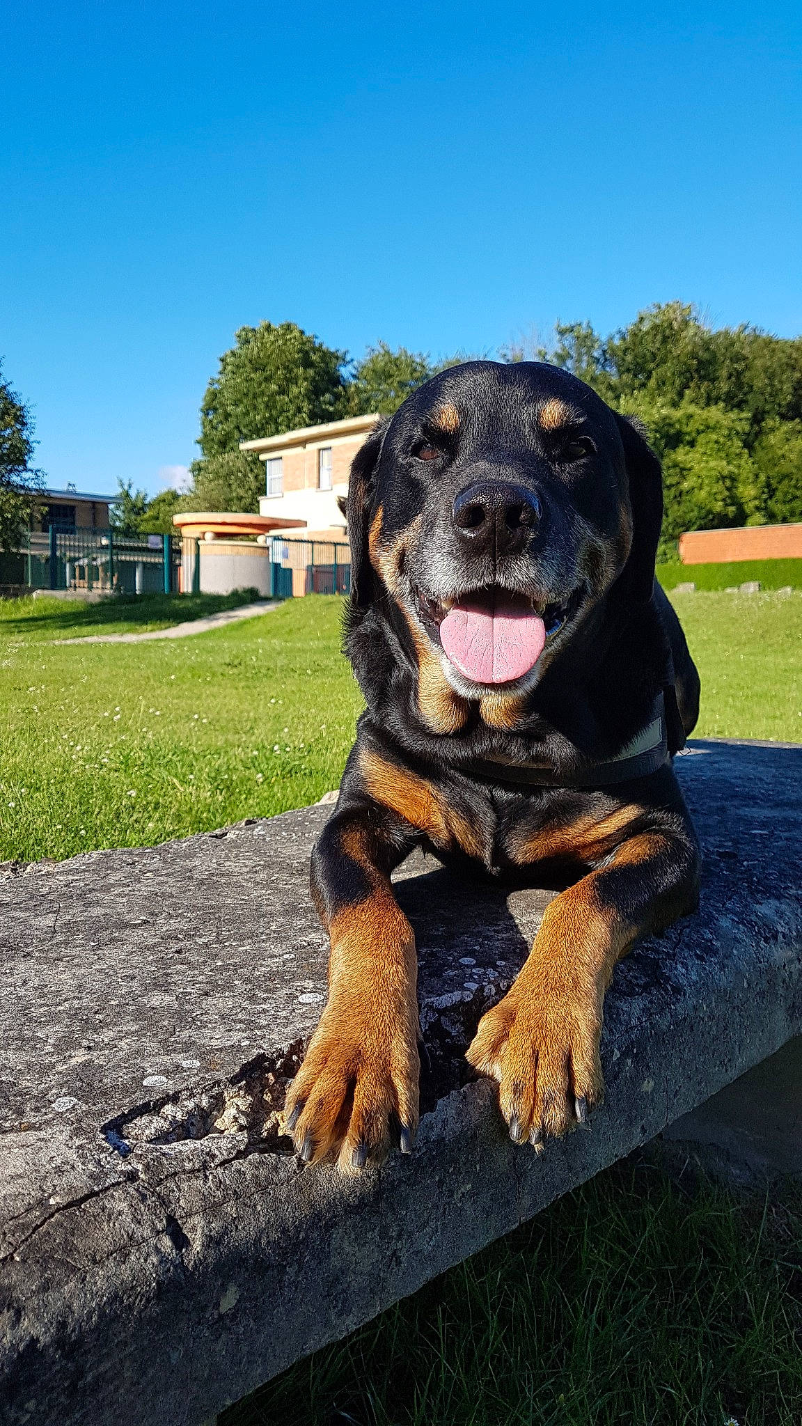 Kenzo a rejoint le concours — aidez-le/la à gagner de superbes lots ! canidae, carnivore, dog, dog_breed, fawn, giant_dog_breed, huntaway, hunting_dog, landscape, mammal, rottweiler, snout, sporting_group, vertebrate