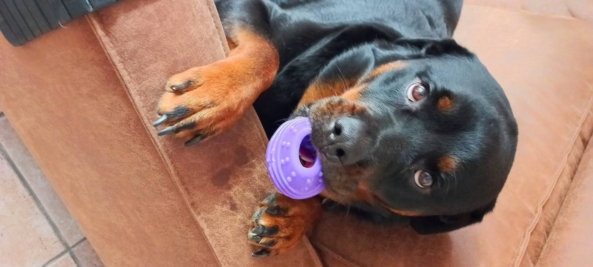 Kyra a rejoint le concours — aidez-le/la à gagner de superbes lots ! canidae, carnivore, collar, companion_dog, dog, dog_breed, ear, electric_blue, fur, guard_dog, hound, hunting_dog, liver, paw, pet_supply, snout, sporting_group, whiskers, working_animal, working_dog