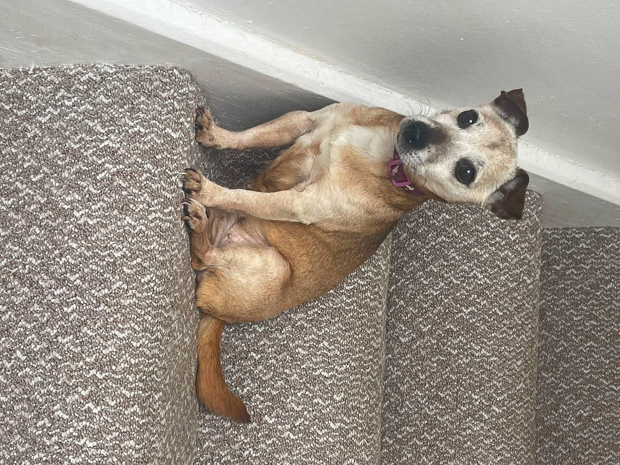 Dolly is registered to the contest to win money with this photo: canidae, carnivore, comfort, companion_dog, couch, dog, dog_breed, fawn, floor, flooring, foot, fur, linens, paw, snout, sporting_group, tail, whiskers, wood, working_animal