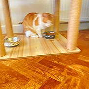 Harley is registered to the contest to win money with this photo: animal, blur, cat, cat_tree, domestic_cat, feeding, feline, flooring, food_bowl, furniture, home, household, indoor, motion_blur, orange_cat, pet, pet_food, scratching_post, white_cat, wooden_floor