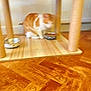 animal, blur, cat, cat_tree, domestic_cat, feeding, feline, flooring, food_bowl, furniture, home, household, indoor, motion_blur, orange_cat, pet, pet_food, scratching_post, white_cat, wooden_floor