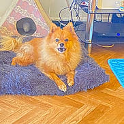 Loki joined the competition — help win amazing prizes! alert, animal, cables, canine, cozy, cute, dog, domestic, floor, fur, furniture, home, indoor, living_room, lying_down, orange_dog, pet, pet_house, rug, wooden_floor