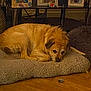 Ash joined the competition — help win amazing prizes! dog, dog_bed, floor, wooden_floor, furniture, table, glass_table, photo_frame, family_photo, indoor, pet, resting, curled_up, brown_dog, cozy, home, living_room, quiet, calm, domestic