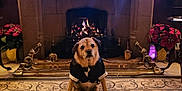 Ash is registered to the contest to win money with this photo: dog, fireplace, tuxedo, holiday_lights, decorations, carpet, vintage, candle_holder, flowers, indoor, warm_lighting, clock, ornate, table, cozy, pet, festive, living_room, furniture, portrait