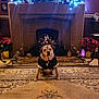 candle_holder, carpet, clock, cozy, decorations, dog, festive, fireplace, flowers, furniture, holiday_lights, indoor, living_room, ornate, pet, portrait, table, tuxedo, vintage, warm_lighting