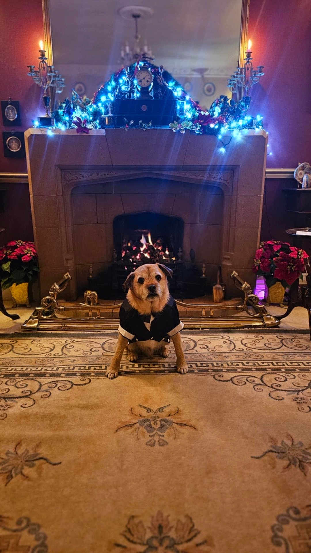 Ash is registered to the contest to win money with this photo: dog, fireplace, tuxedo, holiday_lights, decorations, carpet, vintage, candle_holder, flowers, indoor, warm_lighting, clock, ornate, table, cozy, pet, festive, living_room, furniture, portrait