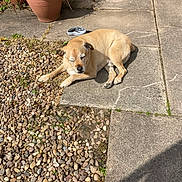 Ash is registered to the contest to win money with this photo: dog, tan_dog, outdoor, sunlight, pavement, pebbles, flower_pot, leash, relaxed, sleeping, pet, garden, nature, daylight, shade, plant, resting, animal, summer, calm