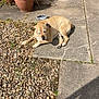 animal, calm, daylight, dog, flower_pot, garden, leash, nature, outdoor, pavement, pebbles, pet, plant, relaxed, resting, shade, sleeping, summer, sunlight, tan_dog