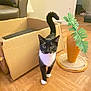 animal, black_and_white, cardboard_box, carpet, cat, curious, floor, furniture, home, indoor, lamp, living_room, pet, plant, scratching_post, sofa, tail_up, tuxedo_cat, whiskers, wooden_floor