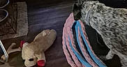 Aggie joined the competition — help win amazing prizes! air_conditioner, animal, bed, blanket, chew_toy, curtain, dim_lighting, dog, floor, furniture, indoor, living_room, pet, plush_toy, rope_toy, skeleton_toy, sniffing, speckled_dog, standing, wood_floor