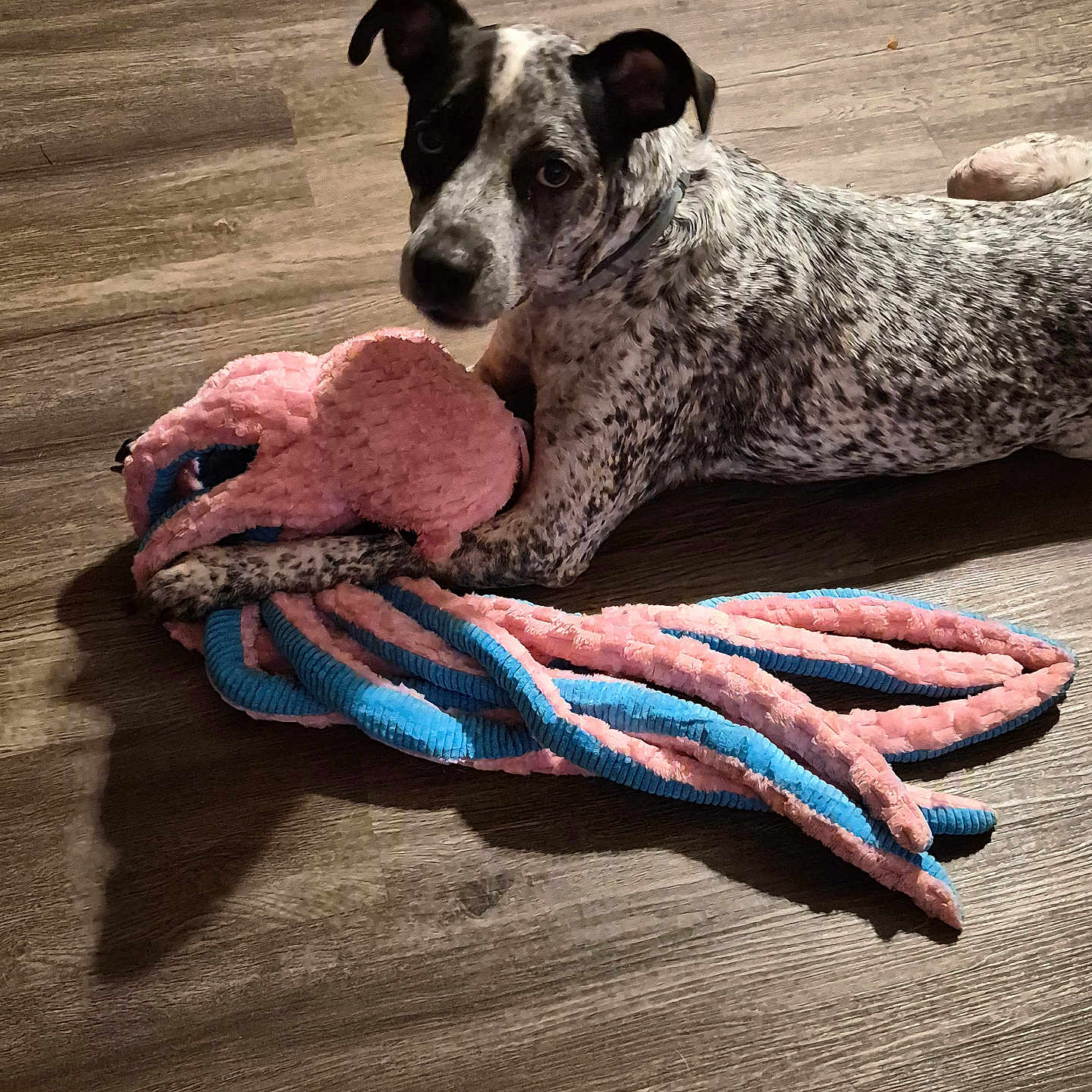 Aggie is registered to the contest to win money with this photo: animal, black_and_white, blue, canine, collar, cute, dog, floppy_ears, indoors, lying_down, paw, pet, pink, playful, portrait, relaxed, rope_toy, speckled_fur, toy, wood_floor