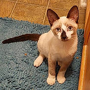 Pandy joined the competition — help win amazing prizes! cat, kitten, siamese, blue_eyes, pet, animal, indoor, floor, rug, tile, curious, sitting, young, fur, whiskers, ears, tail, wood, cabinet, domestic