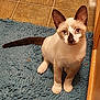 cat, kitten, siamese, blue_eyes, pet, animal, indoor, floor, rug, tile, curious, sitting, young, fur, whiskers, ears, tail, wood, cabinet, domestic
