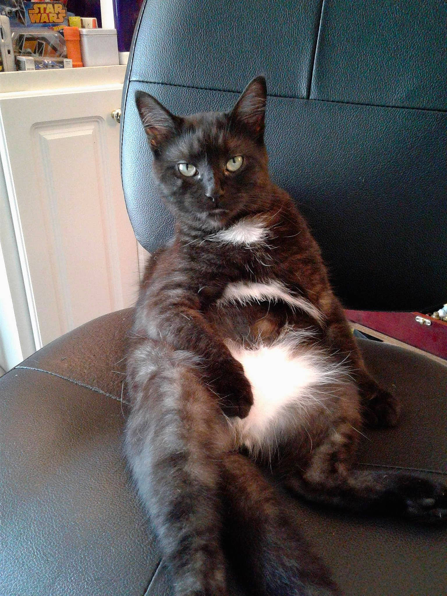 Mr Grinch joined the competition — help win amazing prizes! black_cat, carnivore, cat, claw, comfort, domestic_short_haired_cat, felidae, floor, flooring, fur, grey, hardwood, human_leg, leg, paw, sitting, small_to_medium_sized_cats, snout, tail, whiskers