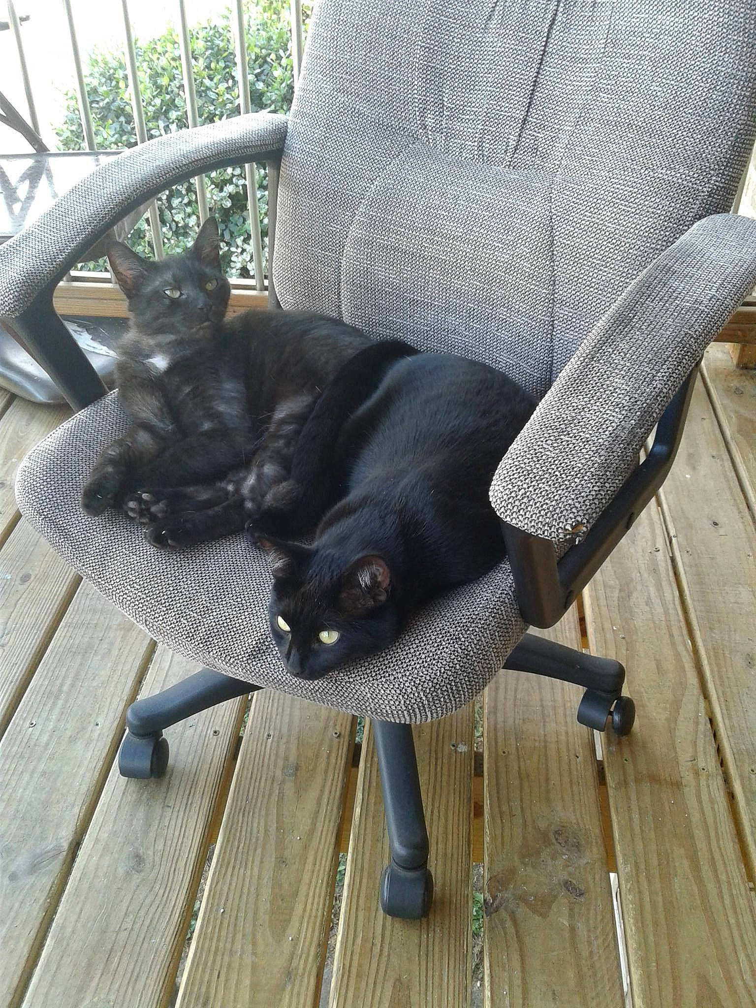 Mr Grinch is registered to the contest to win money with this photo: armrest, black_cat, carnivore, cat, chair, comfort, domestic_short_haired_cat, felidae, flooring, fur, grass, hardwood, houseplant, plant, sitting, small_to_medium_sized_cats, tail, terrestrial_animal, whiskers, wood