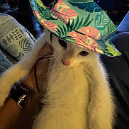 Little Debbie is registered to the contest to win money with this photo: animal, cat, close_up, colorful, confused, curious, cute, domestic_animal, feline, fluffy, hand, hat, indoor, pet, portrait, resting, soft_fur, tropical_hat, wearing, white_cat