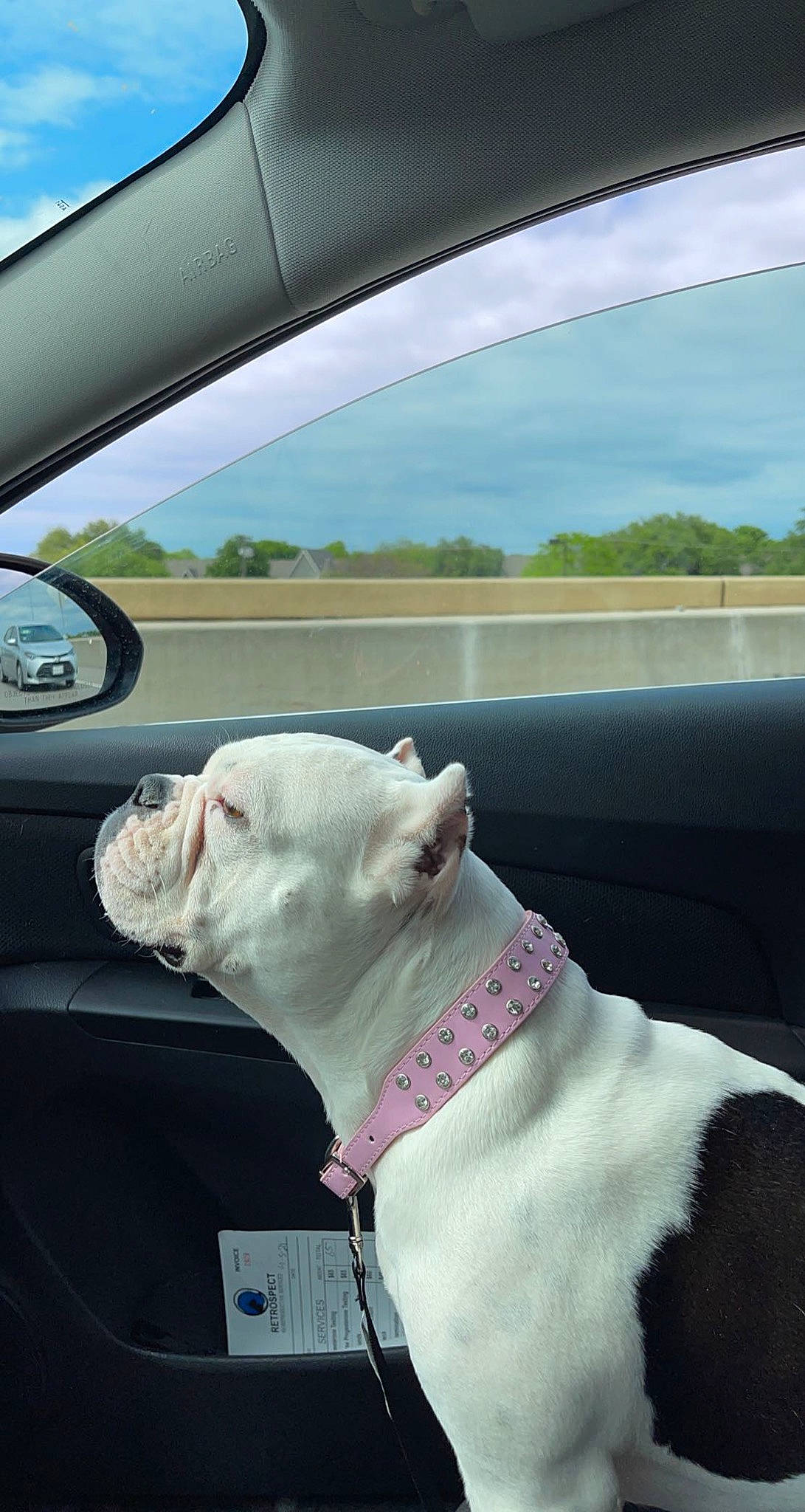 Bella Rose is registered to the contest to win money with this photo: automotive_exterior, automotive_mirror, car, carnivore, cloud, collar, dog, dog_breed, fawn, hood, line, motor_vehicle, rear_view_mirror, sky, snout, steering_wheel, vehicle, vehicle_door, white, working_animal
