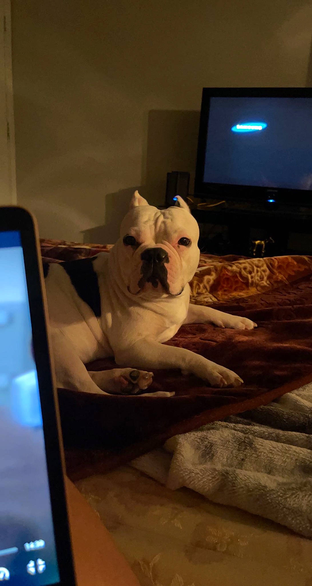 Bella Rose is registered to the contest to win money with this photo: art, artifact, bulldog, carnivore, comfort, companion_dog, display_device, dog, dog_breed, fawn, felidae, flooring, room, sculpture, snout, television, toy_dog, vertebrate, visual_arts, wood