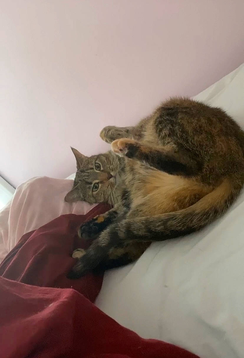 Kiki is registered to the contest to win money with this photo: bed, carnivore, cat, claw, comfort, domestic_short_haired_cat, felidae, fur, grey, linens, nap, paw, plant, room, small_to_medium_sized_cats, snout, tail, terrestrial_animal, vertebrate, whiskers