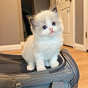 Tofu joined the competition — help win amazing prizes! kitten, cat, pet, fluffy, blue_eyes, indoor, gray_bag, curious, cute, small, feline, young, adorable, house, door, floor, domestic, animal, sitting, portrait