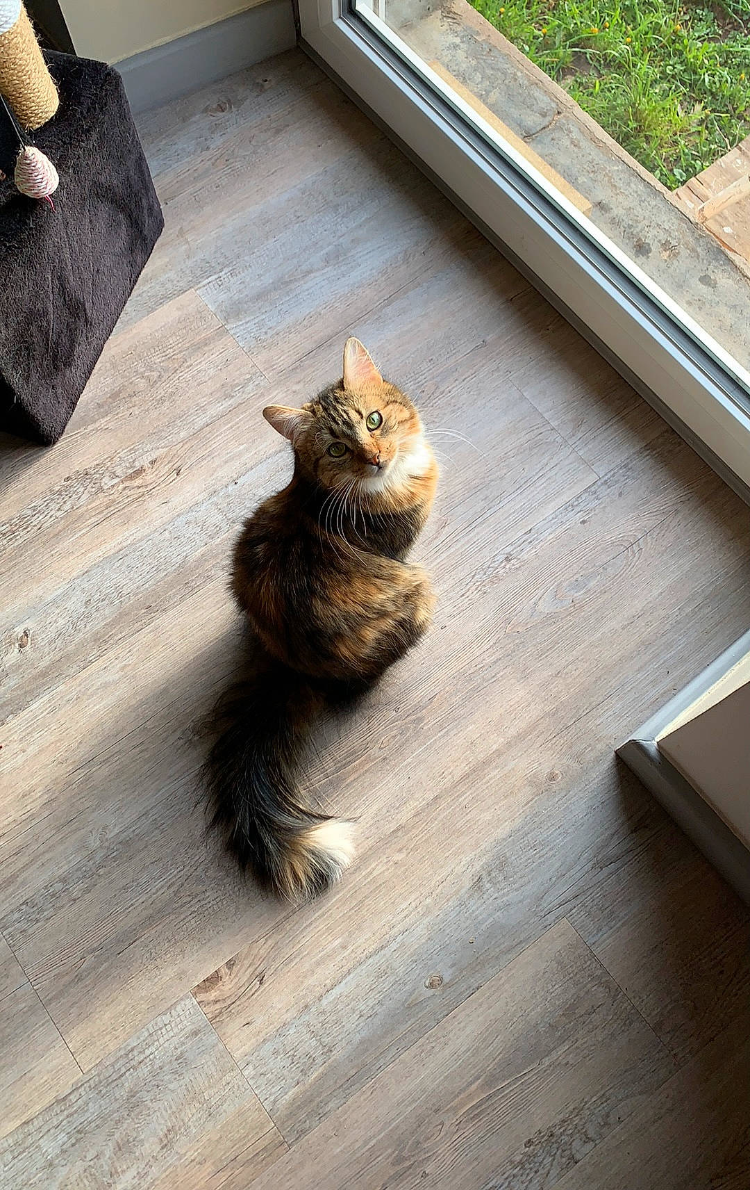 Pista a rejoint le concours — aidez-le/la à gagner de superbes lots ! brown, carnivore, cat, domestic_short_haired_cat, fawn, felidae, floor, flooring, fur, grey, hardwood, road_surface, small_to_medium_sized_cats, snout, tail, tints_and_shades, whiskers, window, wood, wood_stain