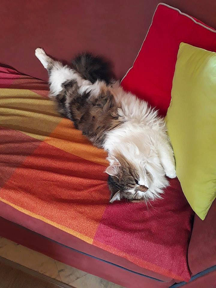 Jahlia participe au concours pour gagner de l'argent avec cette photo : carnivore, comfort, companion_dog, couch, dog, dog_breed, dog_supply, fawn, felidae, flooring, fur, hardwood, linens, liver, small_to_medium_sized_cats, tail, textile, toy_dog, whiskers, wood