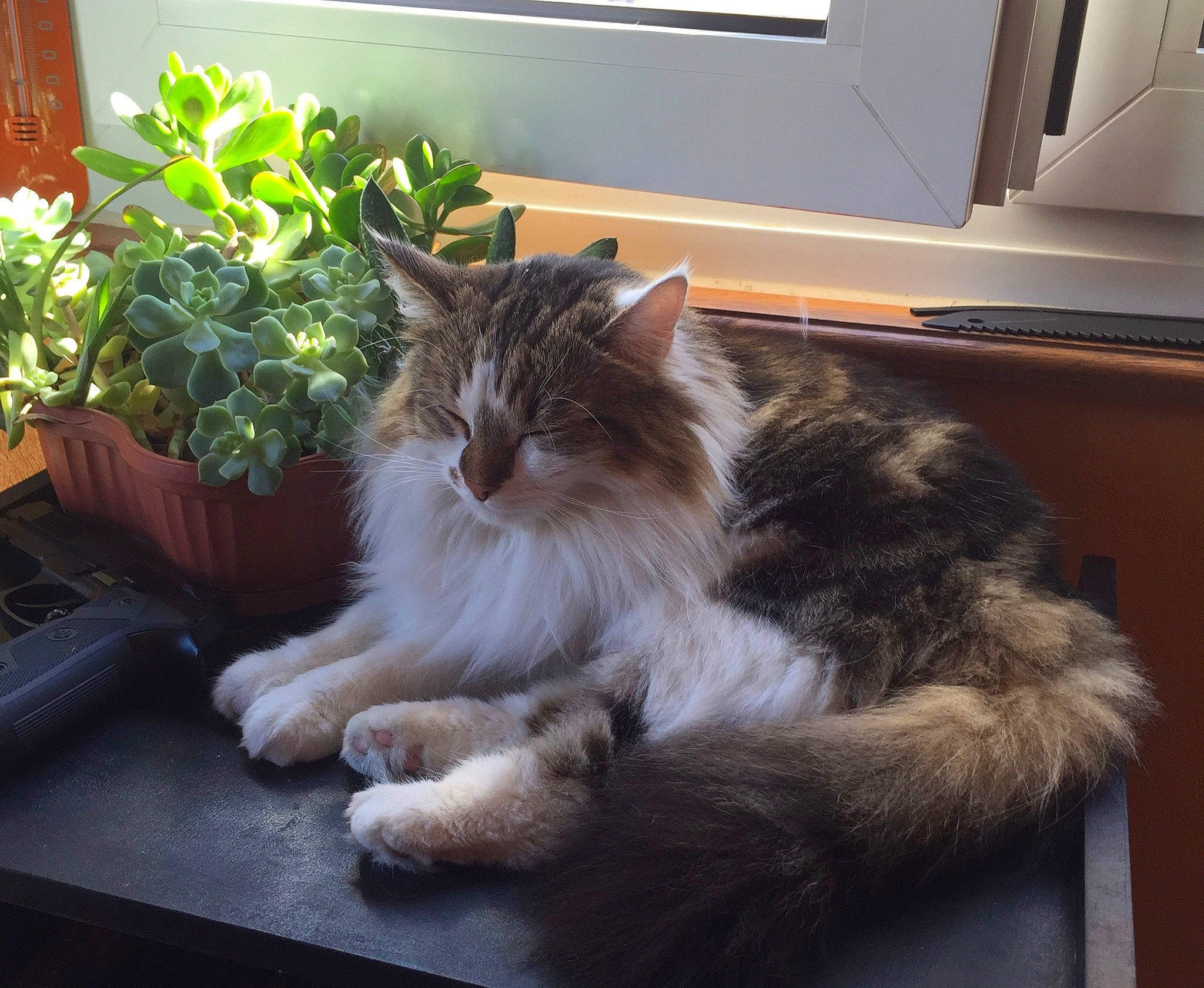 Jahlia a rejoint le concours — aidez-le/la à gagner de superbes lots ! box, british_longhair, carnivore, cat, claw, comfort, felidae, flooring, flowerpot, fur, grass, hardwood, houseplant, maine_coon, paw, plant, small_to_medium_sized_cats, tail, terrestrial_animal, whiskers