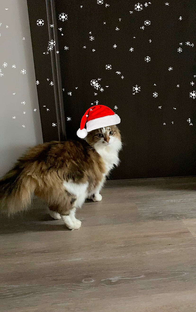 Jahlia a rejoint le concours — aidez-le/la à gagner de superbes lots ! canidae, carnivore, cat, companion_dog, dog_breed, event, fawn, felidae, flooring, fur, happy, holiday, small_to_medium_sized_cats, snout, sporting_group, tail, terrestrial_animal, tree, whiskers, wood