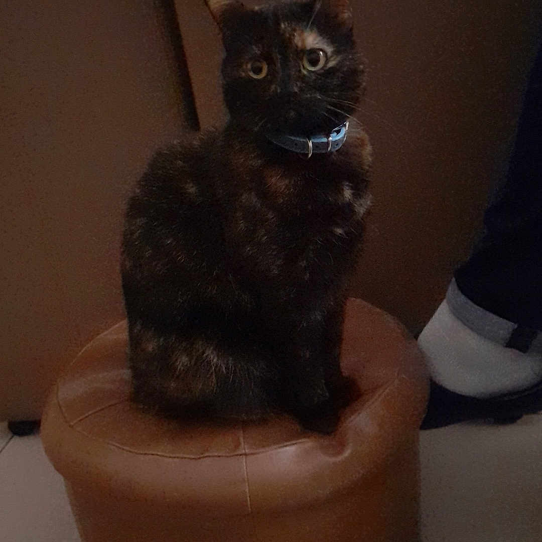 Blue a rejoint le concours — aidez-le/la à gagner de superbes lots ! animal, black, blue_collar, brown, calm, cat, curious, domestic_animal, feline, floor_tiles, indoor, leather, orange, ottoman, pet, quiet, room, shadow, sitting, tortoiseshell_cat