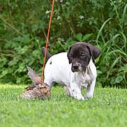 Hanz Zircon joined the competition — help win amazing prizes! puppy, dog, bird, grass, outdoor, nature, animal, young, curious, greenery, pet, mammal, wildlife, field, leash, small, walking, exploring, cute, fluffy