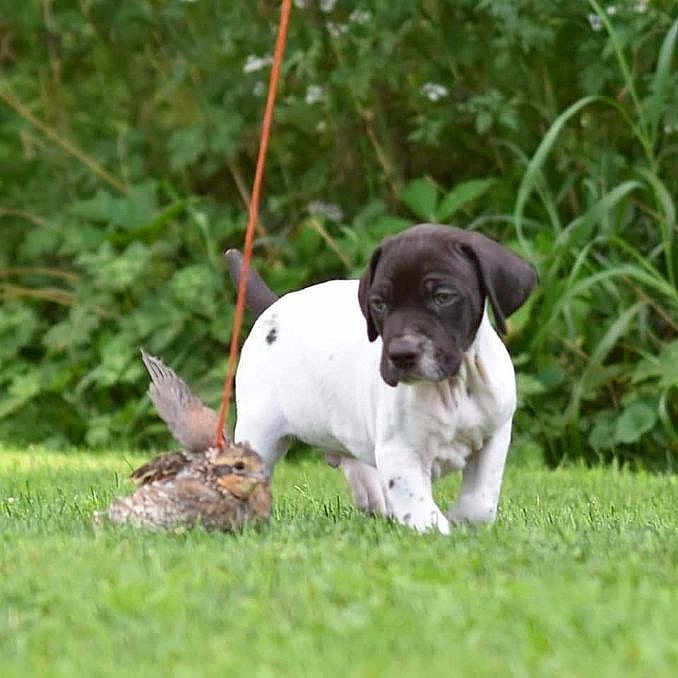 Hanz Zircon joined the competition — help win amazing prizes! puppy, dog, bird, grass, outdoor, nature, animal, young, curious, greenery, pet, mammal, wildlife, field, leash, small, walking, exploring, cute, fluffy