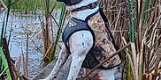 Hanz And Xo is registered to the contest to win money with this photo: animal, brown, calm, camouflage_vest, collar, dog, grass, marsh, nature, outdoor, pet, platform, quiet, reeds, side_profile, sitting, spotted, water, wetland, white