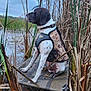animal, brown, calm, camouflage_vest, collar, dog, grass, marsh, nature, outdoor, pet, platform, quiet, reeds, side_profile, sitting, spotted, water, wetland, white
