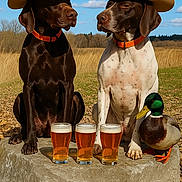 Hanz And Xo joined the competition — help win amazing prizes! dog, cowboy_hat, beer, glass, duck, outdoor, field, grass, sky, cloud, rock, animal, pet, brown_dog, white_dog, collar, nature, leaf, funny, portrait