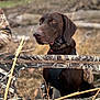 Hanz And Xo is registered to the contest to win money with this photo: alert, animal, background_blur, barrier, camouflage, canine, chocolate_brown, collar, dog, dry, ears, grass, harness, muzzle, nature, outdoor, pet, side_view, watchful, wildlife_setting