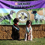 Hanz And Xo is registered to the contest to win money with this photo: animal, award, banner, canine, celebration, collar, competition, dog, event, field, grass, haystack, mammal, medal, nature, outdoor, pet, portrait, sunlight, tongue